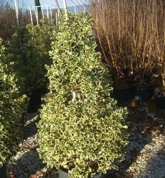 Падуб гостролистий Argentea Marginata (Ilex aquifolium Argentea Marginata) 01.048.033 фото