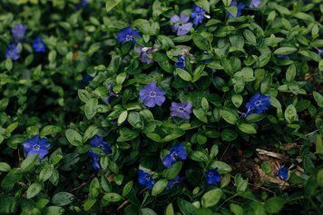 Барвінок малий (Vinca minor) 03.001.001 фото