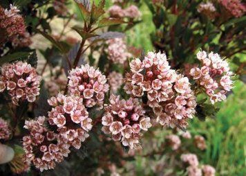 ПУХИРОПЛІДНИК КАЛИНОЛИСТИЙ 'ДЯБЛО' (Physocarpus opulifolius Little Devil) 01.040.013 фото