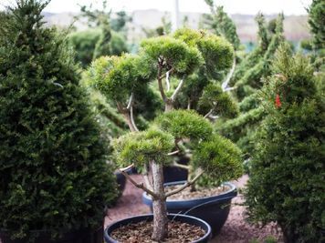 СОСНА ЗВИЧАЙНА 'НОРСКЕ ТІП' (Pinus sylvestris Norsky Typ) 02.003.250 фото