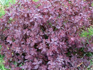 СКУМПІЯ ЗВИЧАЙНА 'ДАСКІ МЕЙДЕН' (Cotinus coggygria Dusky Maide) 01.038.011 фото