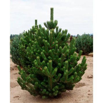 СОСНА ЧОРНА 'ОРЕГОН ГРІН' (Pinus nigra Oregon Green) 02.003.174 фото
