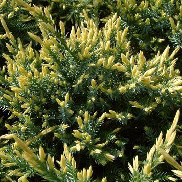 Ялівець лускатий Холгер (Juniperus squamata Holger) 02.009.097 фото