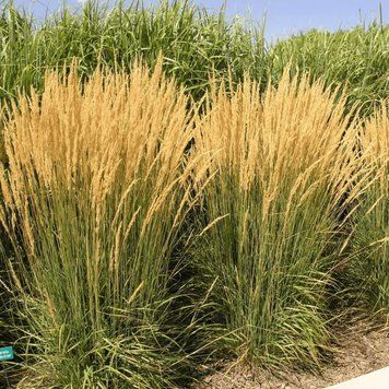 Війник гостроквітковий Карл Форстер (Calamagrostis acutiflora Karl Foerster) 03.011.004 фото