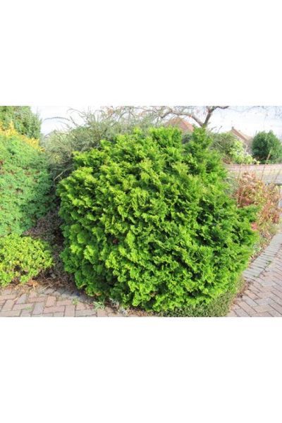 Кипарисовик туполистий Нана Гракіліс (Chamaecyparis obtusa Nana Gracilis) 02.010.052 фото