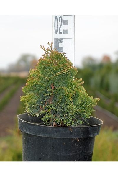 Кипарисовик туполистий Нана Гракіліс (Chamaecyparis obtusa Nana Gracilis) 02.010.052 фото