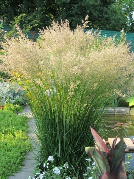 Війник гостроквітковий Карл Форстер (Calamagrostis acutiflora Karl Foerster) 03.011.004 фото