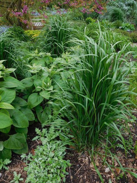 Війник гостроквітковий Карл Форстер (Calamagrostis acutiflora Karl Foerster) 03.011.004 фото