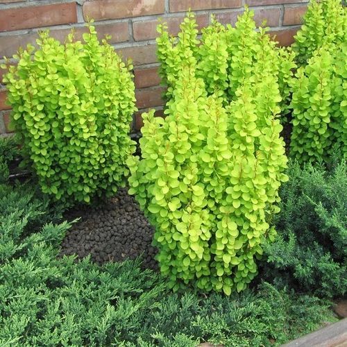 БАРБАРИС ТУНБЕРГА 'ГОЛДЕН ТАУЕР' (Berberis thunbergii Golden Tower) 01.030.013 фото