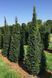 Тис звичайний (Taxus baccata) 02.004.015 фото 3