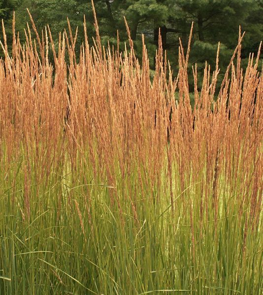 Війник гостроквітковий Карл Форстер (Calamagrostis acutiflora Karl Foerster) 03.011.004 фото