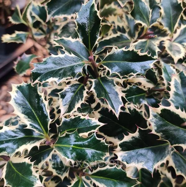 Падуб гостролистий Argentea Marginata (Ilex aquifolium Argentea Marginata) 01.048.033 фото