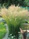 Війник гостроквітковий Карл Форстер (Calamagrostis acutiflora Karl Foerster) 03.011.004 фото 3