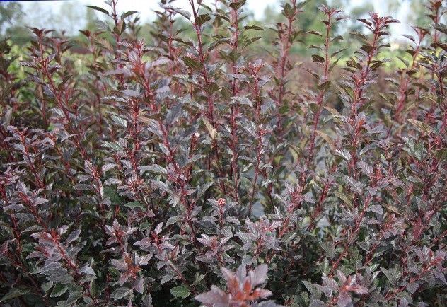 ПУХИРОПЛІДНИК КАЛИНОЛИСТИЙ 'ДЯБЛО' (Physocarpus opulifolius Little Devil) 01.040.013 фото