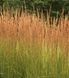 Війник гостроквітковий Карл Форстер (Calamagrostis acutiflora Karl Foerster) 03.011.004 фото 4