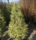 Падуб гостролистий Argentea Marginata (Ilex aquifolium Argentea Marginata) 01.048.033 фото 1