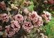 ПУХИРОПЛІДНИК КАЛИНОЛИСТИЙ 'ДЯБЛО' (Physocarpus opulifolius Little Devil) 01.040.013 фото 1