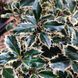 Падуб гостролистий Argentea Marginata (Ilex aquifolium Argentea Marginata) 01.048.033 фото 2