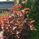 ПУХИРОПЛІДНИК КАЛИНОЛИСТИЙ 'ДЯБЛО' (Physocarpus opulifolius Little Devil) 01.040.013 фото 2