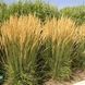 Війник гостроквітковий Карл Форстер (Calamagrostis acutiflora Karl Foerster) 03.011.004 фото 1