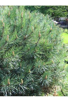Сосна звичайна Ватерерi К/ (Pinus sylvestris Watereri) 02.003.067 фото