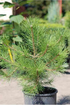 Сосна кедрова європейська К (Pinus cembra C) 02.003.418 фото
