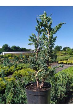 ЯЛІВЕЦЬ ЛУСКАТИЙ 'МЕЄРІ' (Juniperus squamata Meyeri) 02.009.066 фото