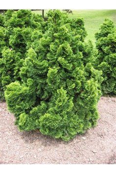 Кипарисовик туполистий Нана Гракіліс (Chamaecyparis obtusa Nana Gracilis) 02.010.040 фото
