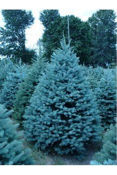 ЯЛИНА колюча 'БЛУ ДАЙМОНД' (Picea pungens Blue Diamond) 02.002.004 фото