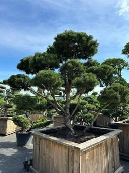 Сосна гірська Гном К/бонсай (Pinus mugo Gnom) 02.003.465 фото