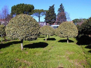 Падуб гостролистий Argentea Marginata (Ilex aquifolium Argentea Marginata) 01.048.036 фото