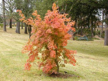 КЛЕН ПАЛЬМОЛИСТИЙ 'САНГО КАКУ' (Acer palmatum Sango-kaku) 01.001.119 фото