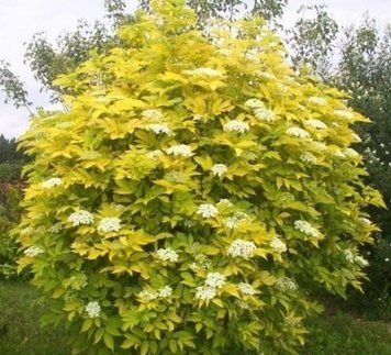 Пухироплідник калинолистий &lsquo;Luteus&rsquo; К (Physocarpus opulifolius Luteus C) 01.040.012 фото