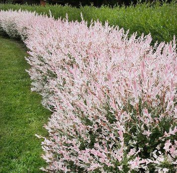 Верба цільнолиста &lsquo;Hakuro-Nishiki&rsquo; (Salix integra Hakuro-Nishiki) 01.056.012 фото