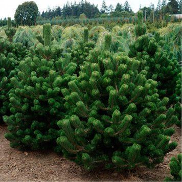 СОСНА ЧОРНА 'ОРЕГОН ГРІН' (Pinus nigra Oregon Green) 02.003.269 фото
