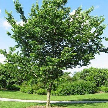Каркас західний (Celtis occidentalis) 01.076.001 фото