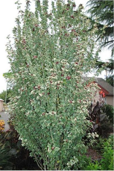 Гібіскус сирійський Пурпуреа Варієгата (Hibiscus syriacus Variegata) 01.062.007 фото
