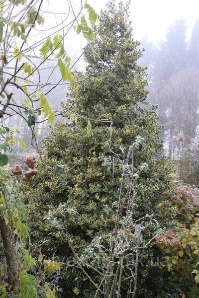 Падуб гостролистий Argentea Marginata (Ilex aquifolium Argentea Marginata) 01.048.036 фото