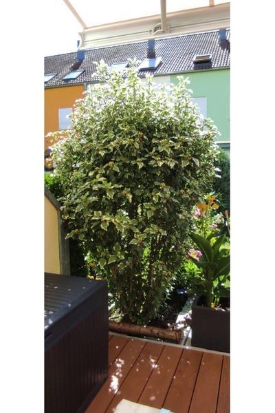 Гібіскус сирійський Пурпуреа Варієгата (Hibiscus syriacus Variegata) 01.062.007 фото