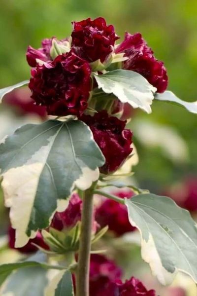 Гібіскус сирійський Пурпуреа Варієгата (Hibiscus syriacus Variegata) 01.062.007 фото