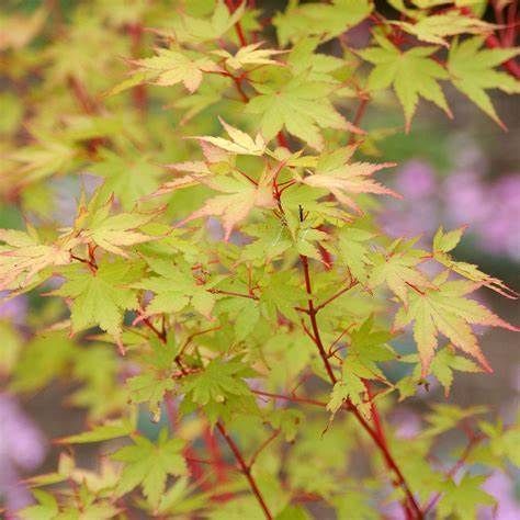 КЛЕН ПАЛЬМОЛИСТИЙ 'САНГО КАКУ' (Acer palmatum Sango-kaku) 01.001.119 фото