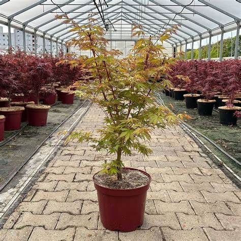 КЛЕН ПАЛЬМОЛИСТИЙ 'САНГО КАКУ' (Acer palmatum Sango-kaku) 01.001.119 фото