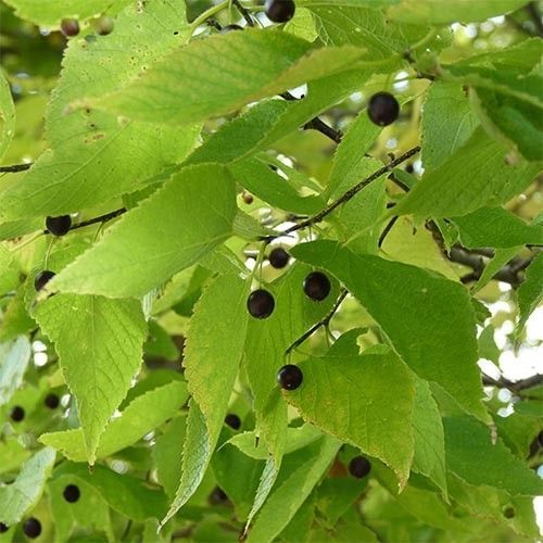 Каркас західний (Celtis occidentalis) 01.076.001 фото