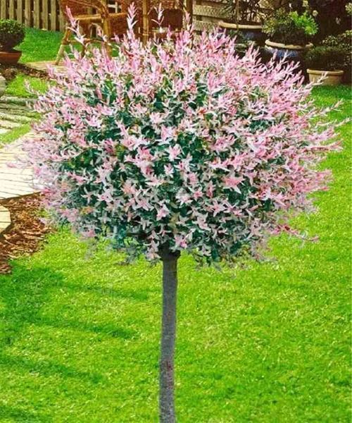 Верба цільнолиста &lsquo;Hakuro-Nishiki&rsquo; (Salix integra Hakuro-Nishiki) 01.056.012 фото