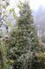 Падуб гостролистий Argentea Marginata (Ilex aquifolium Argentea Marginata) 01.048.036 фото 2