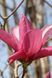 МАГНОЛІЯ 'ГАЛАКСІ' (Magnolia Galaxy (магнолія)) 01.003.013 фото 1