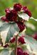 Гібіскус сирійський Пурпуреа Варієгата (Hibiscus syriacus Variegata) 01.062.007 фото 2