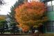 КЛЕН ПАЛЬМОЛИСТИЙ 'САНГО КАКУ' (Acer palmatum Sango-kaku) 01.001.119 фото 4
