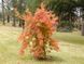 КЛЕН ПАЛЬМОЛИСТИЙ 'САНГО КАКУ' (Acer palmatum Sango-kaku) 01.001.119 фото 1