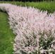 Верба цільнолиста &lsquo;Hakuro-Nishiki&rsquo; (Salix integra Hakuro-Nishiki) 01.056.012 фото 1